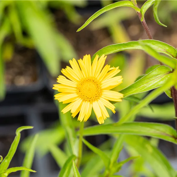 Buphthalmum salicifolium 'Alpengold'