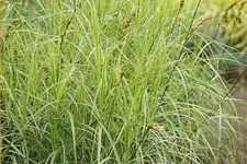 Carex muskingumensis 'Variegatus'