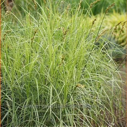 Carex muskingumensis 'Variegatus'