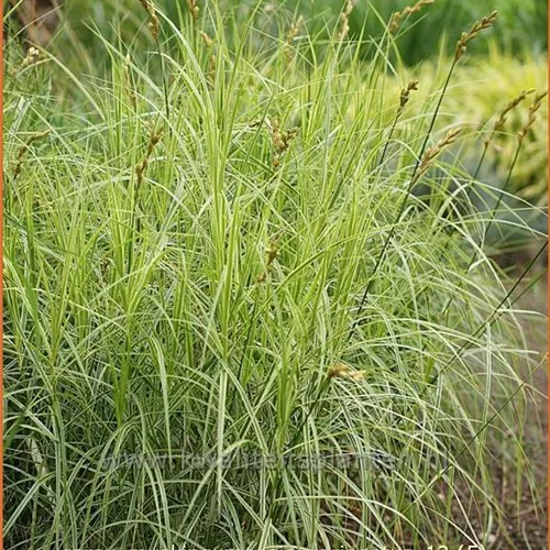 Carex muskingumensis 'Variegatus'