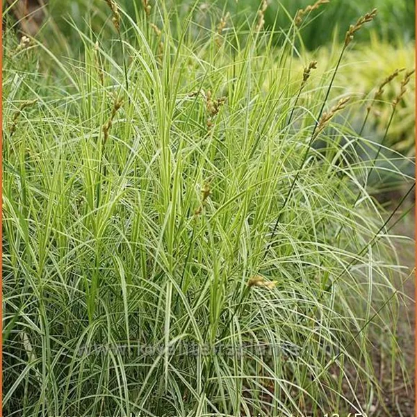 Carex muskingumensis 'Variegatus'