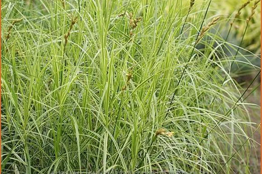 Carex muskingumensis 'Variegatus'