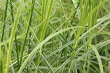 Carex muskingumensis 'Variegatus'