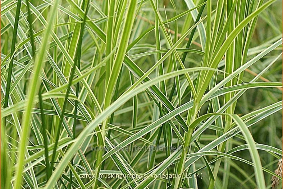 Carex muskingumensis 'Variegatus'