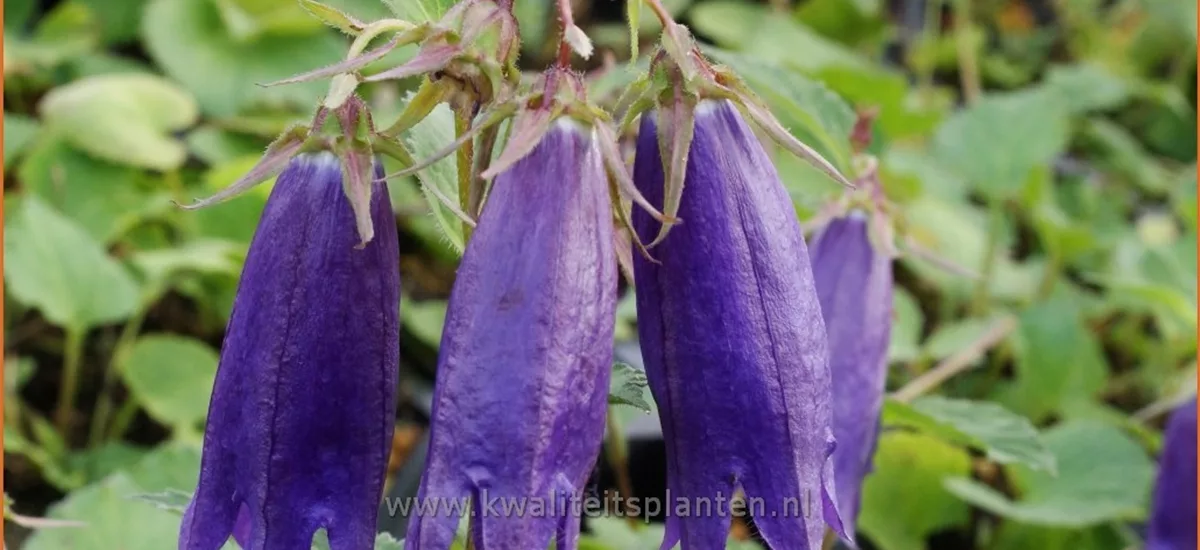 Campanula 'Purple Sensation'