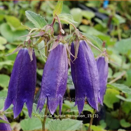 Campanula 'Purple Sensation'