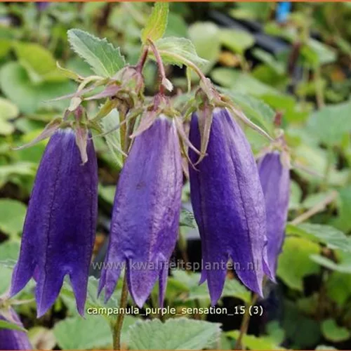 Campanula 'Purple Sensation'