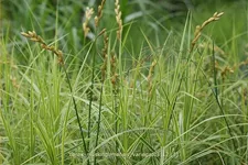 Carex muskingumensis 'Variegatus'