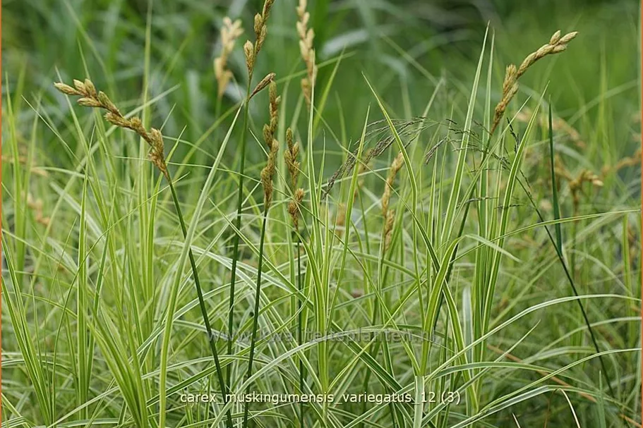 Carex muskingumensis 'Variegatus'