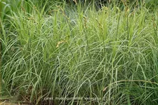 Carex muskingumensis 'Variegatus'