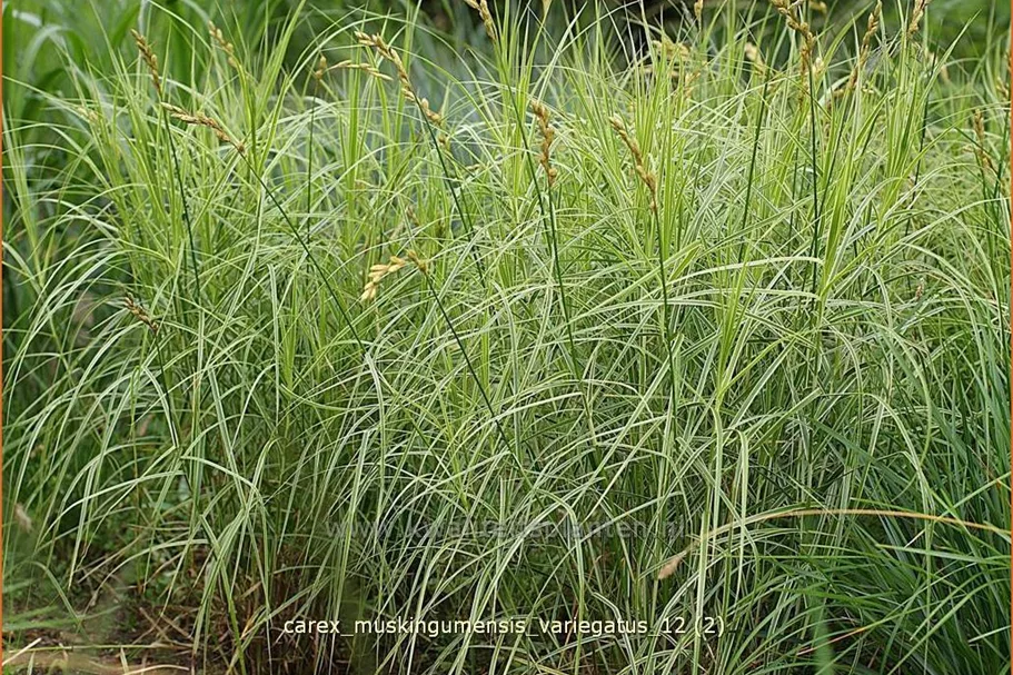 Carex muskingumensis 'Variegatus'
