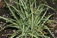 Carex ornithopoda 'Variegata'