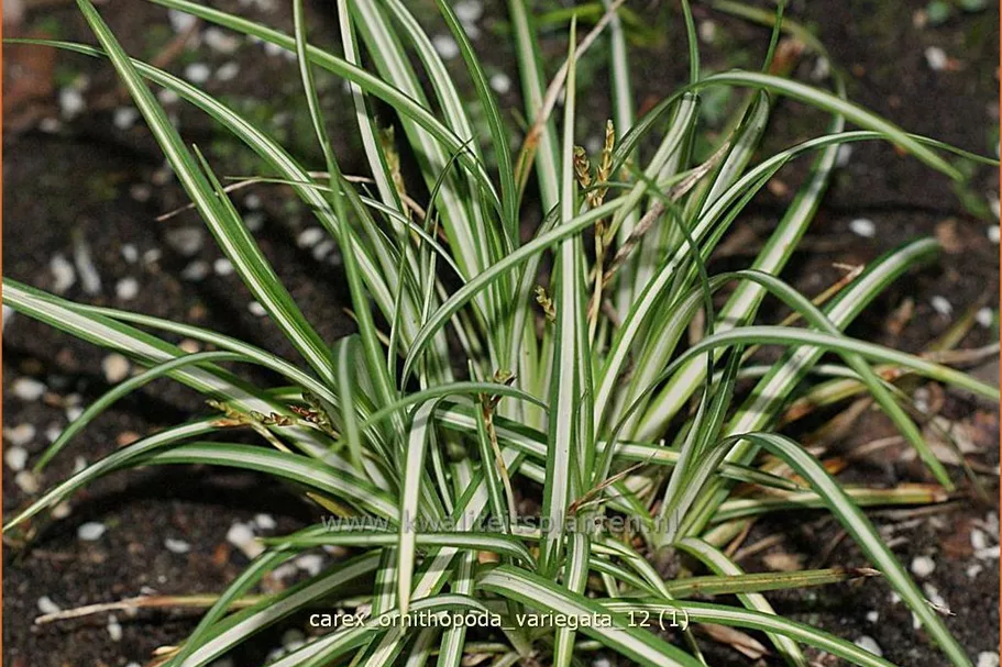 Carex ornithopoda 'Variegata'