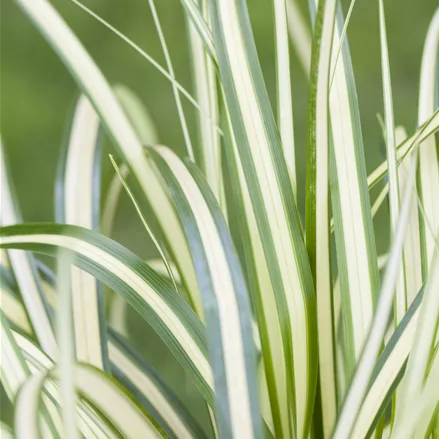 Carex ornithopoda 'Variegata'