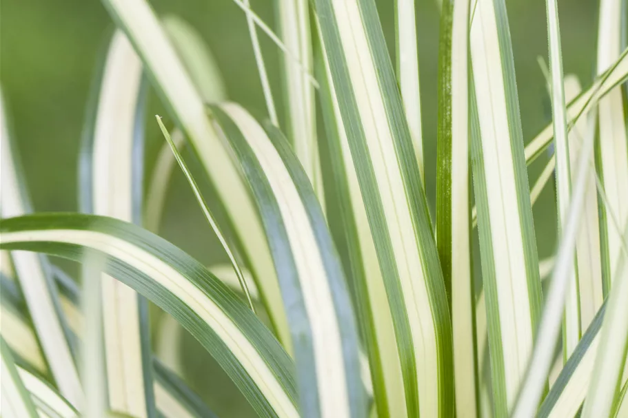 Carex ornithopoda 'Variegata'