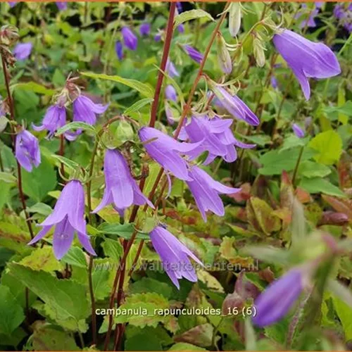 Campanula rapunculoides