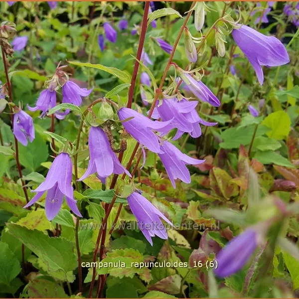 Campanula rapunculoides