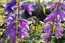 Campanula rapunculoides