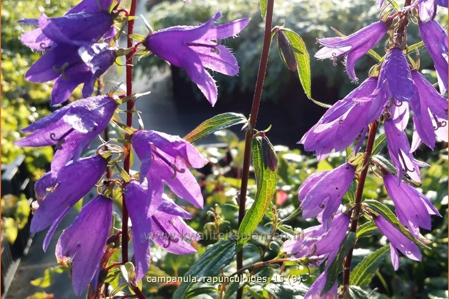 Campanula rapunculoides