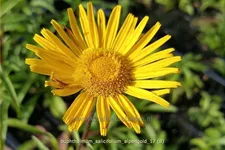 Buphthalmum salicifolium 'Alpengold'