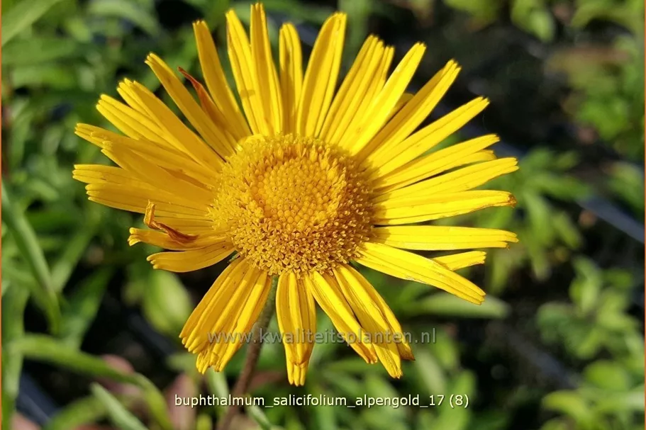Buphthalmum salicifolium 'Alpengold'