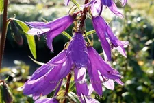 Campanula rapunculoides