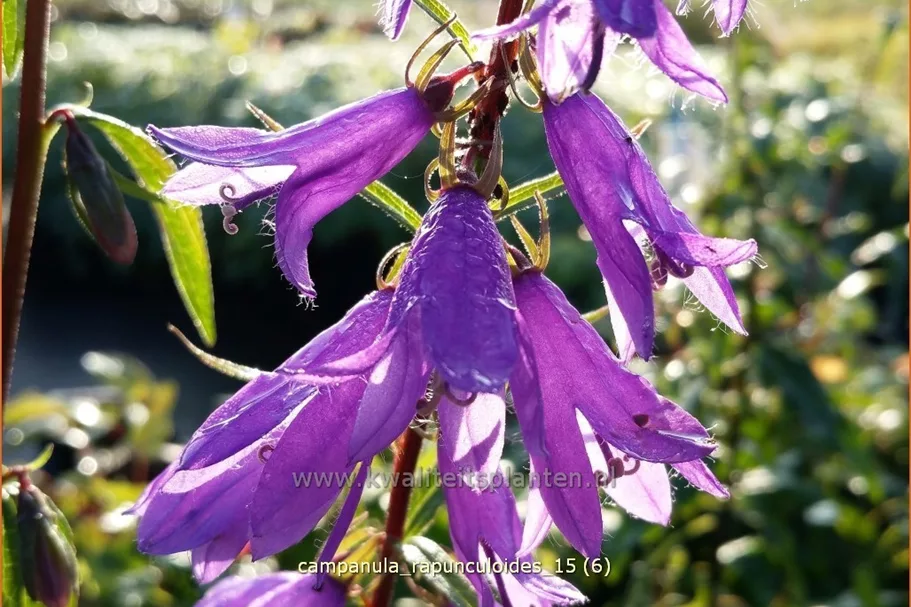 Campanula rapunculoides