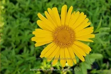 Buphthalmum salicifolium 'Alpengold'