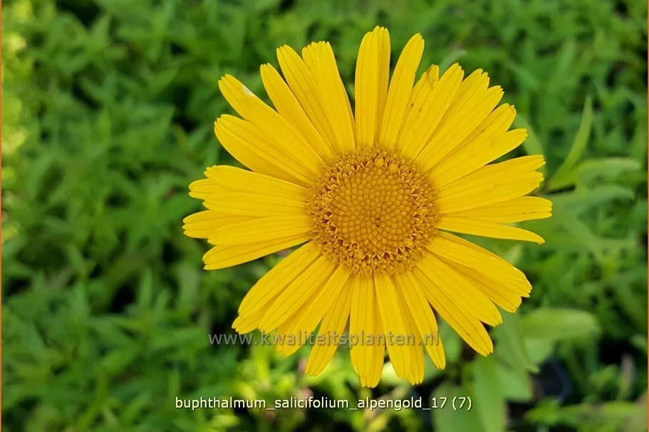 Buphthalmum salicifolium 'Alpengold'