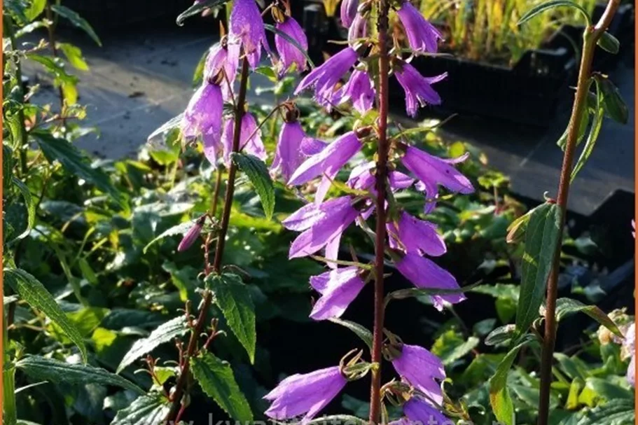 Campanula rapunculoides