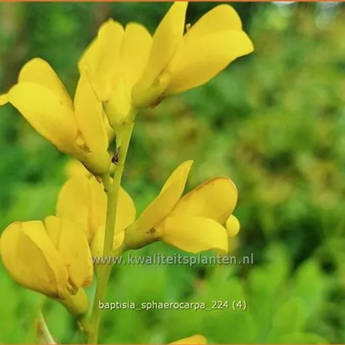 Baptisia sphaerocarpa