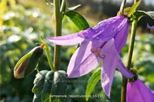 Campanula rapunculoides
