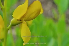 Baptisia sphaerocarpa