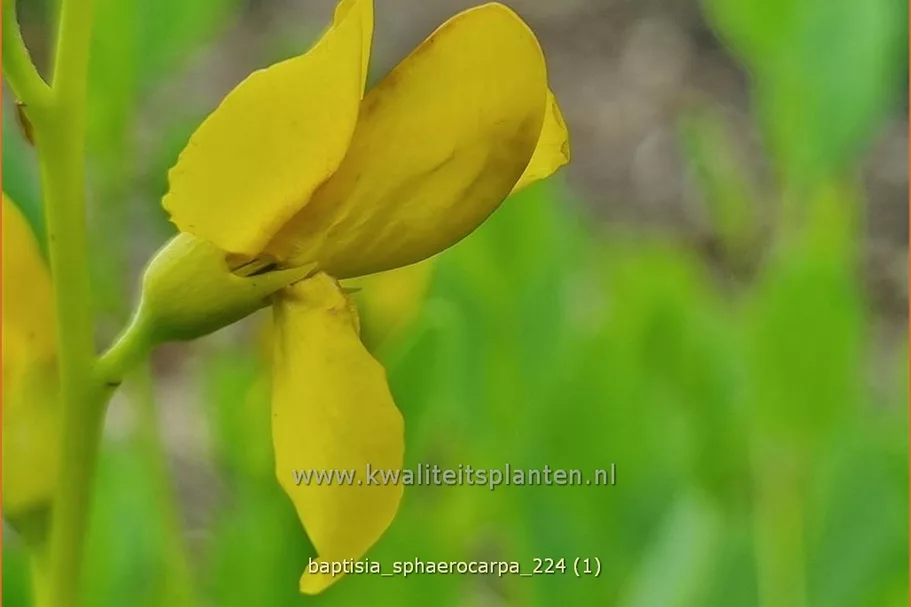 Baptisia sphaerocarpa