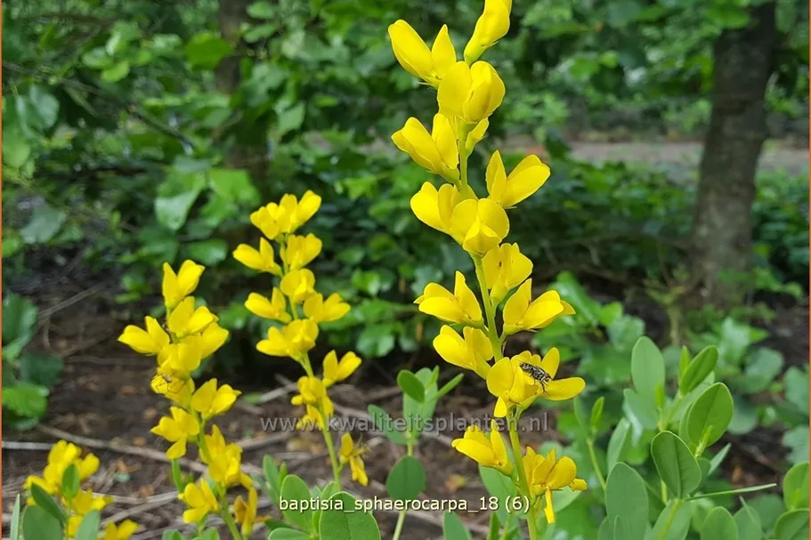Baptisia sphaerocarpa