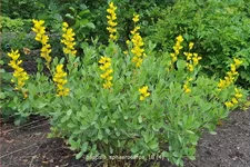 Baptisia sphaerocarpa