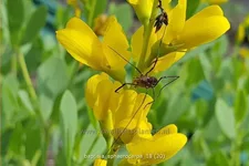Baptisia sphaerocarpa
