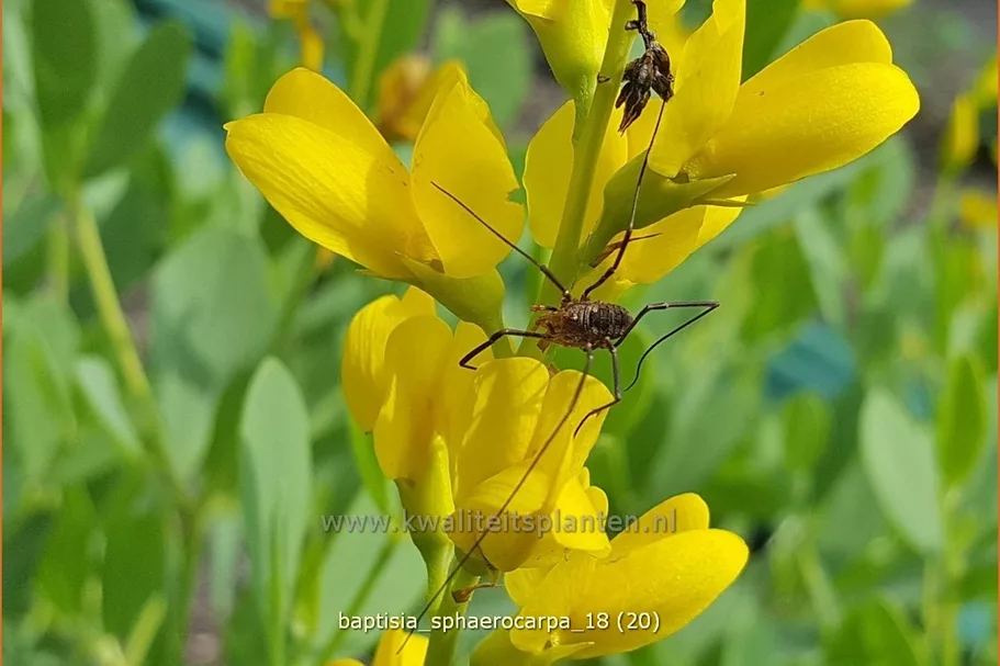 Baptisia sphaerocarpa