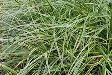 Carex oshimensis 'Evercream'