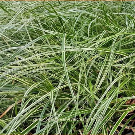 Carex oshimensis 'Evercream'
