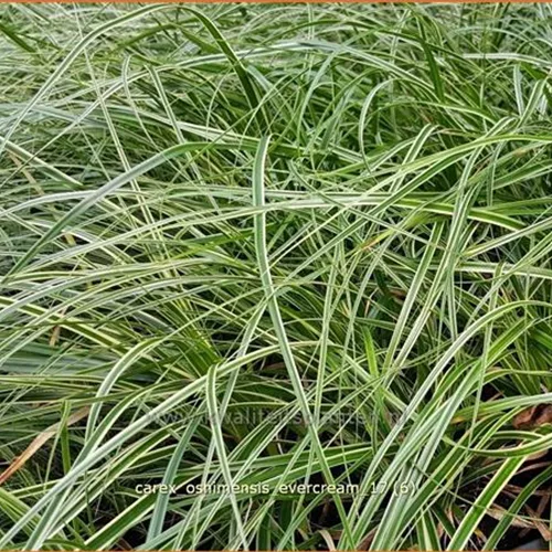 Carex oshimensis 'Evercream'