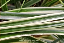 Carex oshimensis 'Evercream'