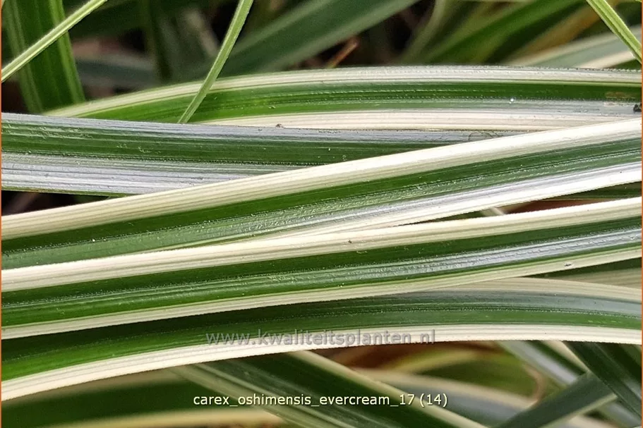 Carex oshimensis 'Evercream'