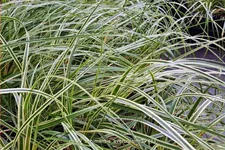 Carex oshimensis 'Evercream'
