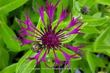 Centaurea montana 'Amethyst Dream'