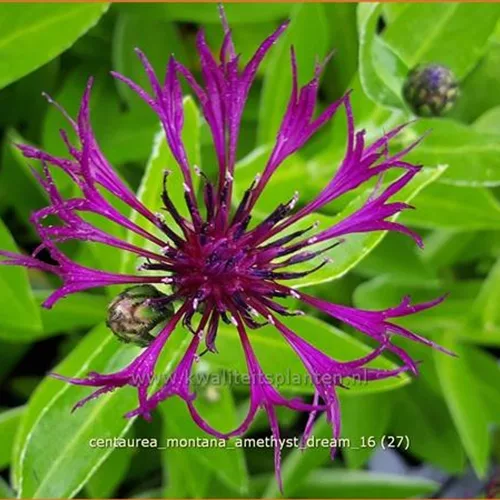 Centaurea montana 'Amethyst Dream'
