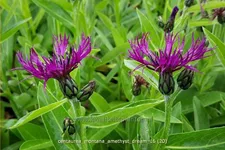 Centaurea montana 'Amethyst Dream'