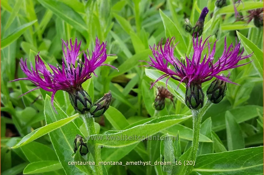 Centaurea montana 'Amethyst Dream'