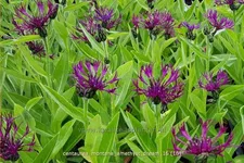 Centaurea montana 'Amethyst Dream'