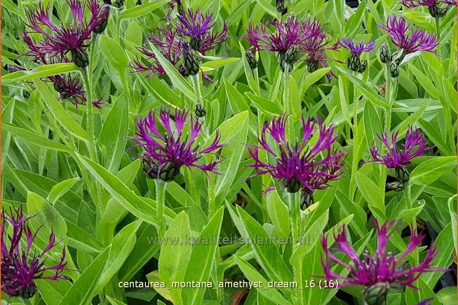 Centaurea montana 'Amethyst Dream'